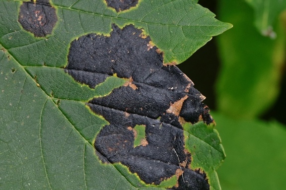 Ahorn-Runzelschorf (Rhytisma acerinum)