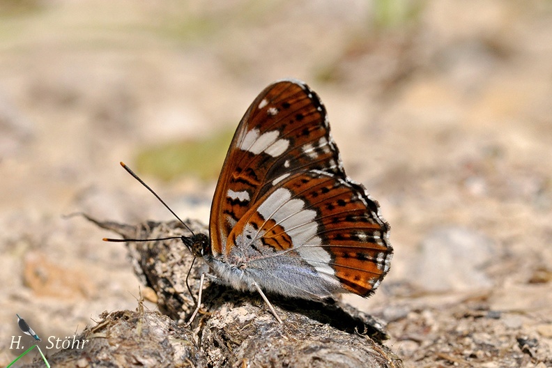 Kleiner Eisvogel (Limenitis camilla)