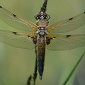 Vierfleck (Libellula quadrimaculata)