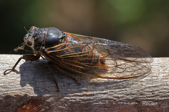 Weinzwirner (Tibicina haematodes)