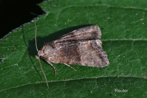 Zweifarbige Grasbüscheleule (Apamea illyria)