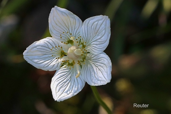 Sumpf-Herzblatt (Parnassia palustris)