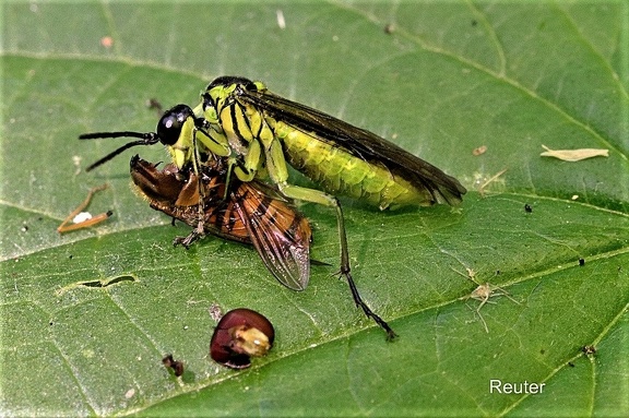 Grünschwarze Blattwespe (Tenthredo mesomela)