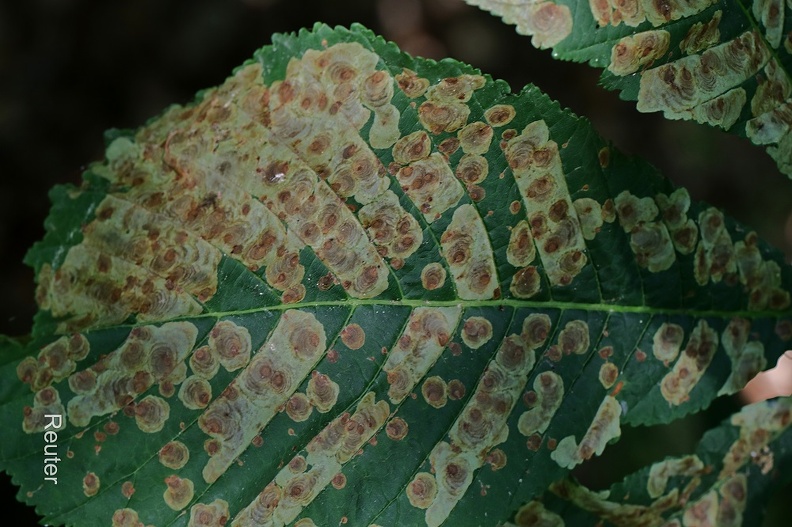 Rosskastanienminiermotte - Horse-chestnut Leaf Miner (Cameraria ohridella)
Fraßspur - Trace of eating
Foto: Karl Reuter
Ort: Reutlingen-Betzingen
Kamera: Canon EOS 80 D, EF 100 mm 1:2,8 L IS USM (Canon) Rosskastanienminiermotte (Cameraria ohridella).jpg