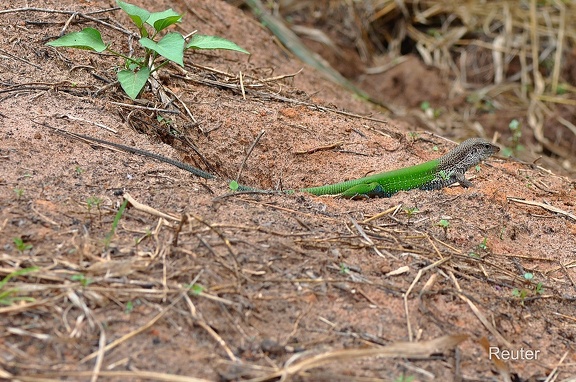 Grüne Ameive (Ameiva ameiva)