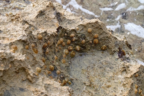 Gemeine Napfschnecke (Patella vulgata)