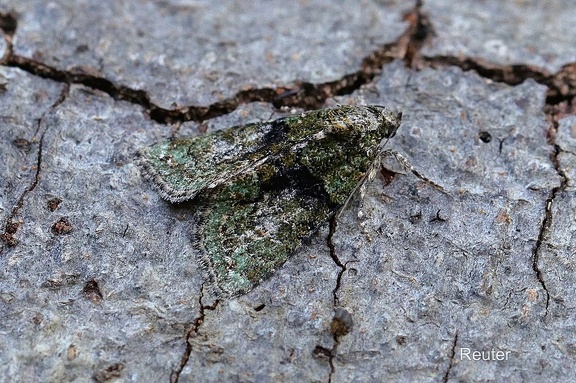 Graugrüner Apfel-Blütenspanner (Pasiphila rectangulata)