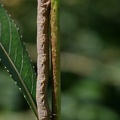 Schwarzfühler-Dickleibspanner (Lycia hirtaria)