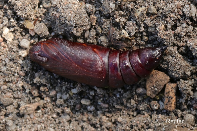 Kiefernschwärmer - Pine Hawk Moth (Sphinx pinastri)
Puppe - Chrysalis
Foto: Karl Reuter
Ort: Reutlingen-Betzingen (Nachzucht)
Kamera: Canon EOS 80 D, EF 100 mm 1:2,8 L IS USM (Canon)
Kiefernschwärmer Puppe (Sphinx pinastri).jpg