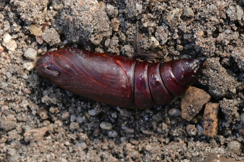 Kiefernschwärmer (Sphinx pinastri)