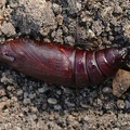 Kiefernschwärmer (Sphinx pinastri)