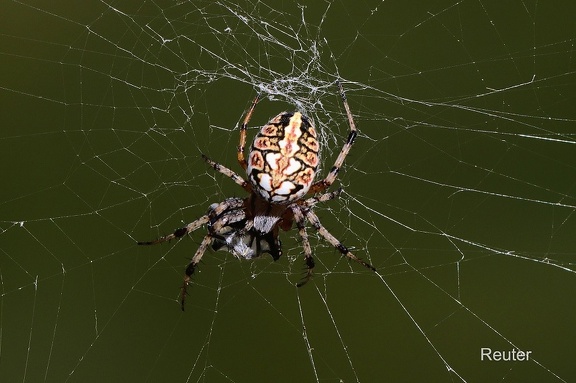 Heideradspinne (Neoscona adianta)