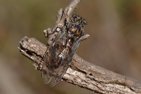 Mannasingzikade (Cicada orni)