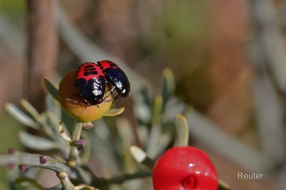 Blaugrüne Baumwanze (Zicrona caerulea)