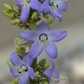 Pyramiden-Glockenblume (Campanula pyramidalis)
