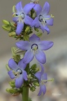 Pyramiden-Glockenblume (Campanula pyramidalis)