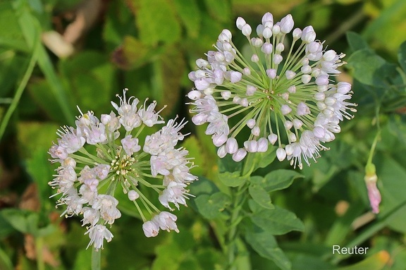 Kantiger Lauch (Allium angulosum)