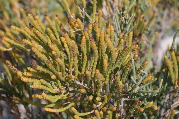 Graue Gliedermelde (Arthrocnemum macrostachyum)