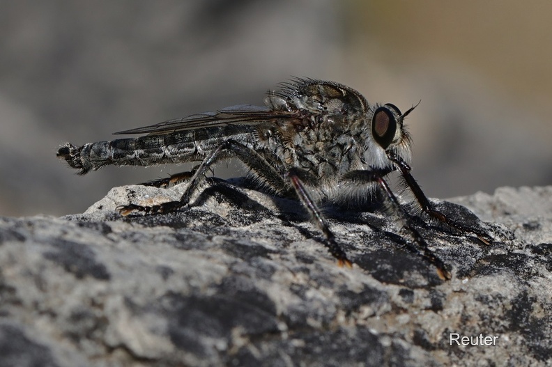 Gemeine Raubfliege (Tolmerus atricapillus)