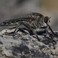 Gemeine Raubfliege (Tolmerus atricapillus)