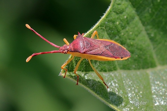 Randwanze (Gonocerus insidiator)