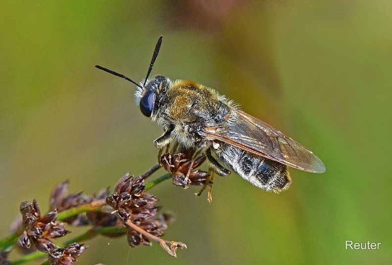 Schwebfliege (Microdon sp.)