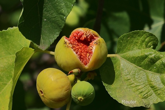 Echte Feige (Ficus carica)
