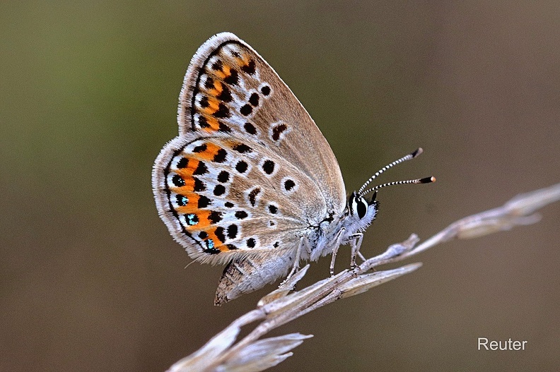 Bläuling (Plebejus sp.)