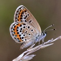 Bläuling (Plebejus sp.)