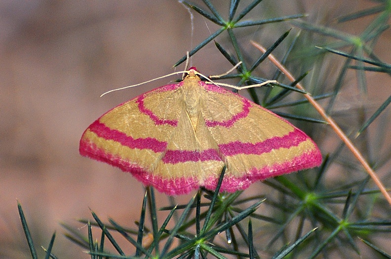 Besenginster-Rotrandspanner (Rhodostrophia calabra) 