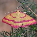 Besenginster-Rotrandspanner (Rhodostrophia calabra) 