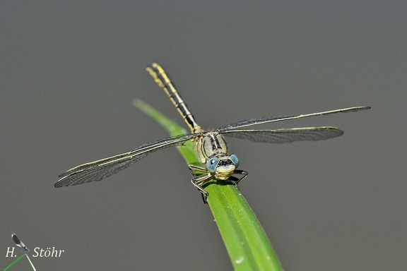 Westliche Keiljungfer (Gomphus pulchellus)