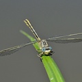 Westliche Keiljungfer (Gomphus pulchellus)