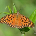 Vanillefalter (Agraulis vanillae)