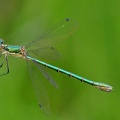 Glänzende Binsenjungfer (Lestes dryas)