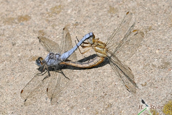 Südlicher Blaupfeil (Orthetrum brunneum)