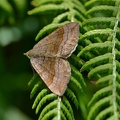 Braunbinden-Wellenstriemenspanner (Scotopteryx chenopodiata)