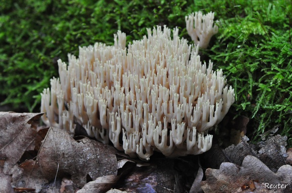 Blasse Koralle (Ramaria mairei)