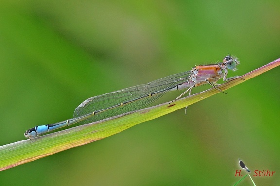 Große Pechlibelle (Ischnura elegans)