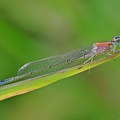 Große Pechlibelle (Ischnura elegans)