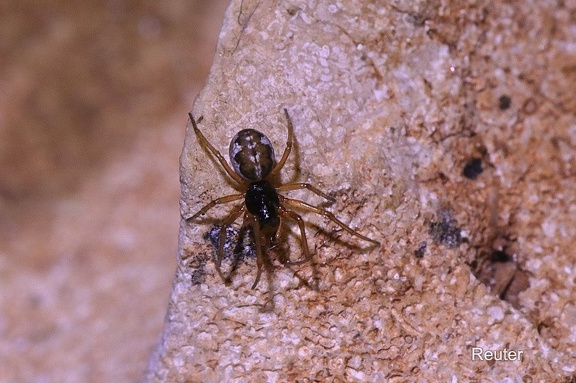 Dunkle Dickkieferspinne (Pachygnatha degeeri)