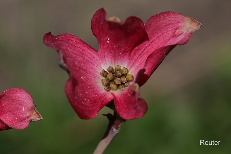 Amerikanischer Blumen-Hartriegel - Eastern Flowering Dogwood (Cornus florida)
Kulturform - cultivated form
Sorte Rubra - Variant 'Rubra'
Foto: Karl Reuter
Ort: Reutlingen-Betzingen
Kamera: Canon EOS 80 D, EF 100 mm 1:2,8 L IS USM (Canon)
Roter Blumen Hartriegel ( Cornus florida rubra ).jpg
