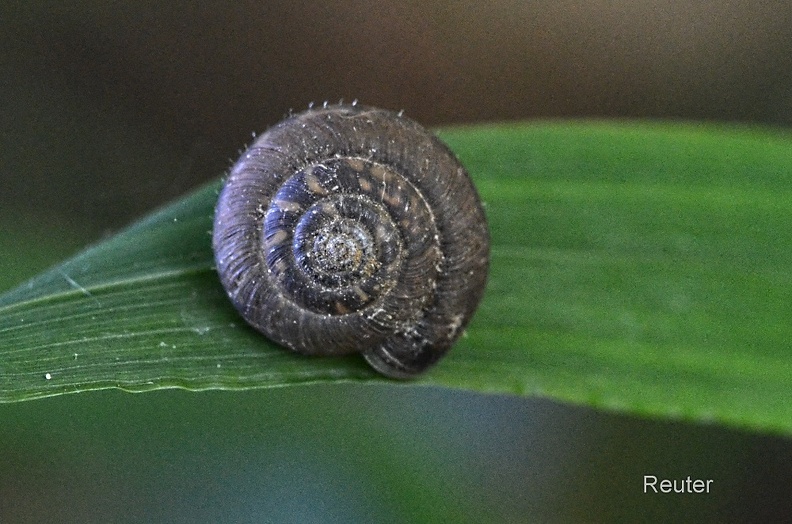 Gemeine Haarschnecke (Trochulus hispidus)