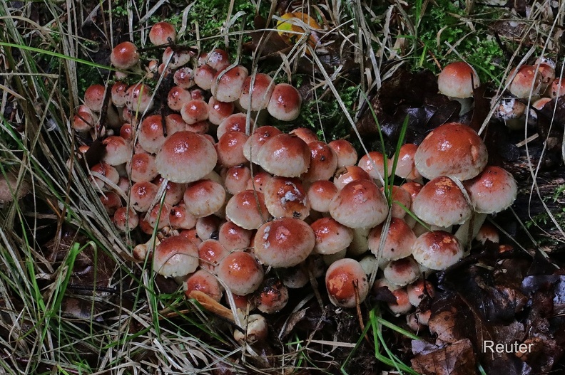 Ziegelroter Schwefelkopf (Hypholoma lateritium).jpg