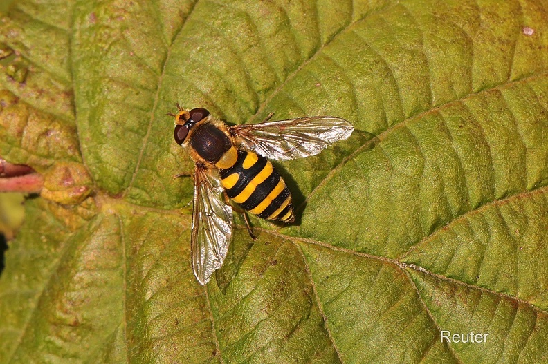 Gemeine Garten-Schwebfliege (Syrphus ribesii)