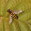 Gemeine Garten-Schwebfliege (Syrphus ribesii)