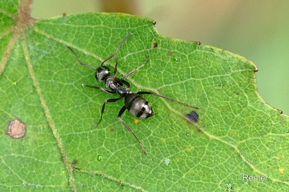 Grauschwarze Sklavenameise (Formica fusca)