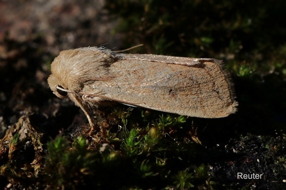 Dottergelbe Graseule (Mythimna vitellina)