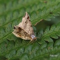 Dunkelgrauer Eckflügelspanner (Macaria alternata)