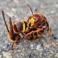 Hornisse (Vespa crabro) 